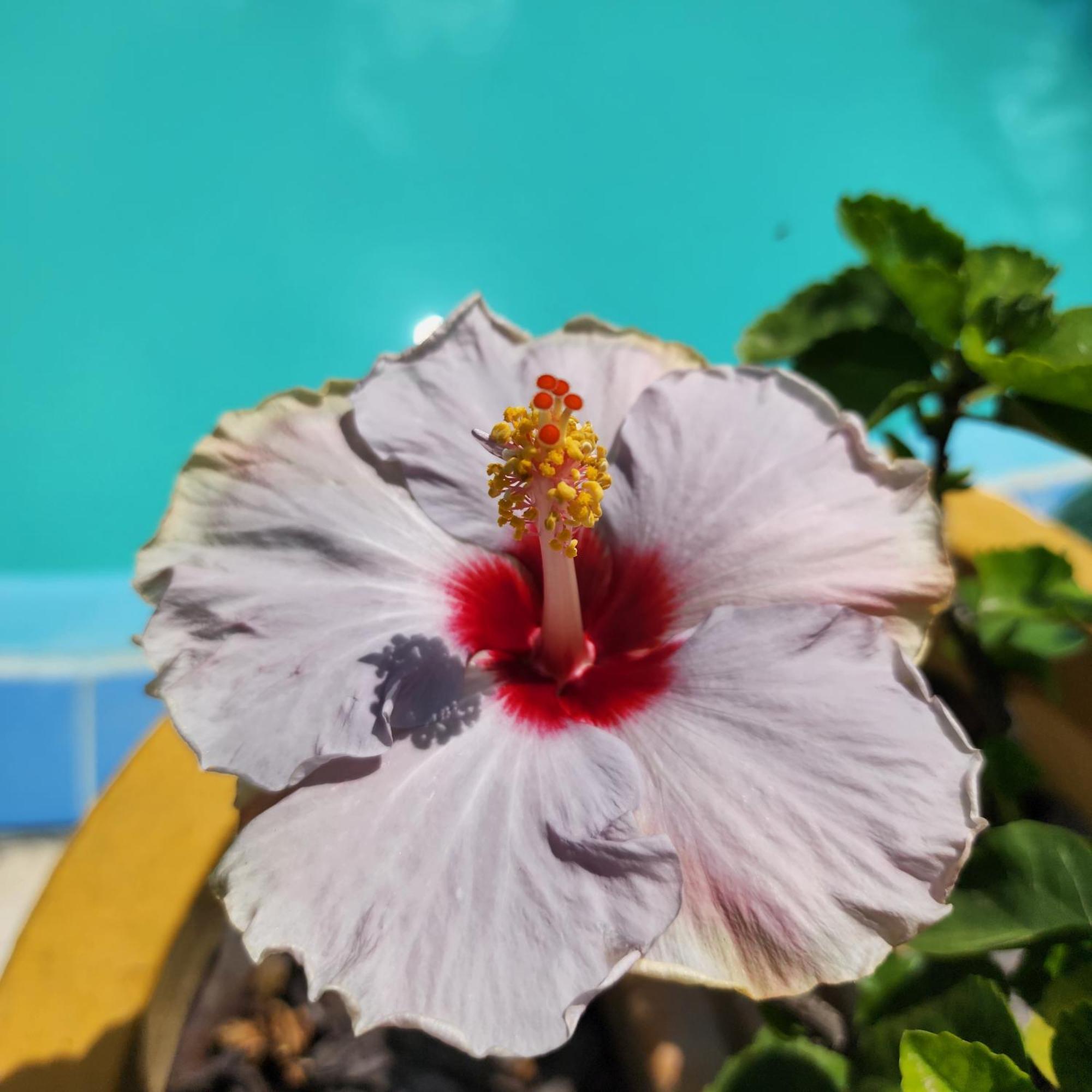 Mandala Dreams Pousada E Portal Holistico Maceió Zewnętrze zdjęcie